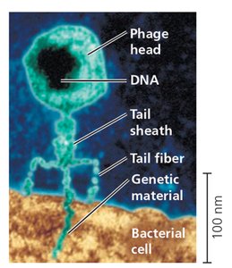 Electron micrograph of a bacteriophage with labeled parts