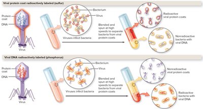 Diagram of Hershey-Chase experiment with radioactive labeling of protein and DNA