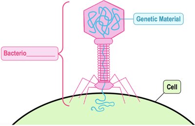 Diagram of bacteriophage structure and infection process