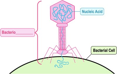 Diagram of bacteriophage structure and nucleic acid injection