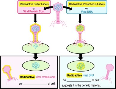Diagram showing radioactive labeling outcomes in Hershey-Chase experiment