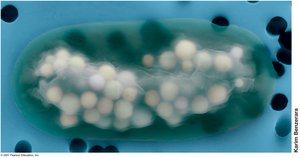 Biomineralized storage granules in a cyanobacteria