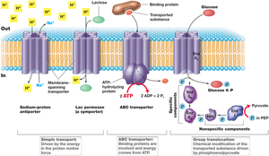 Overview of bacterial transport systems
