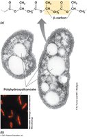 Storage of carbon in polyhydroxybutyrate inclusions