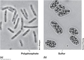 Polyphosphate and sulfur inclusions in bacteria