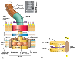 Flagellum structure including filament, hook, basal body, and rings