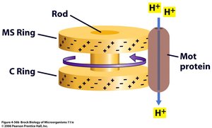 Proton turbine model for flagellar rotation