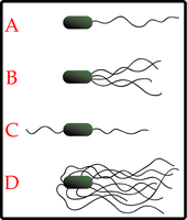 Types of flagellar arrangements in bacteria