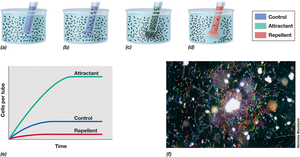 Capillary tube assay for measuring chemotaxis