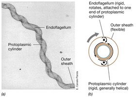 Spirochete cell shape and periplasmic flagella