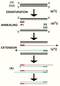PCR cycle diagram showing denaturation, annealing, and extension steps