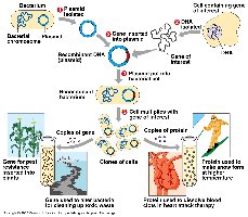 Gene cloning overview diagram