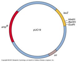 Engineered plasmid map