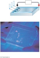 Gel electrophoresis setup and results