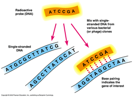 DNA probe hybridization