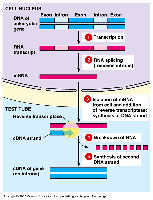 cDNA cloning workflow