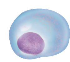 Gene therapy workflow