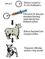 Transgenic animal production