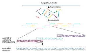 Shotgun sequencing and assembly diagram