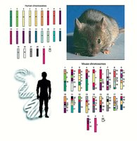 Comparative genomics between human and mouse chromosomes