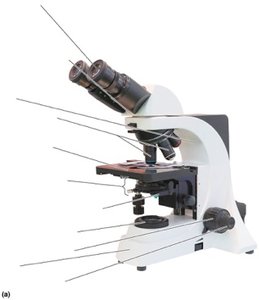 Principal parts of the compound light microscope