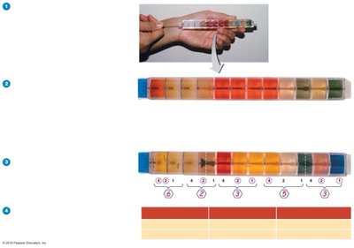 EnteroPluri rapid identification test for enteric bacteria