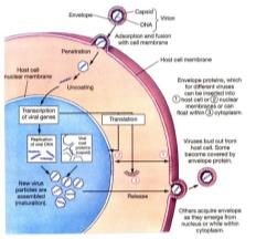 Synthesis of Animal Viruses