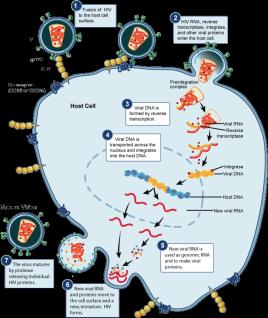 Structure of Influenza Virus