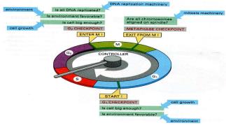 Cell Cycle Regulation and Cancer