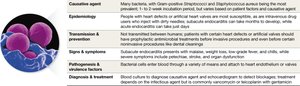 Bacterial endocarditis image
