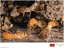 Example of mutualism: termites and their gut protozoa