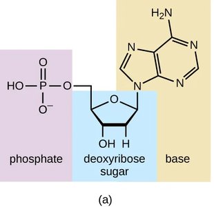 Structure of a nucleotide