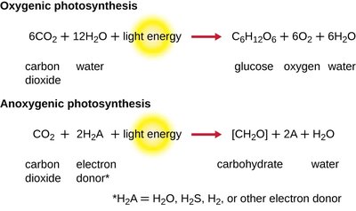 Photosynthesis overview: light reactions and carbon fixation