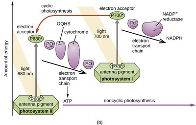 Cyclic and noncyclic photophosphorylation