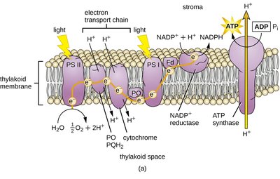 Noncyclic photophosphorylation and electron transport