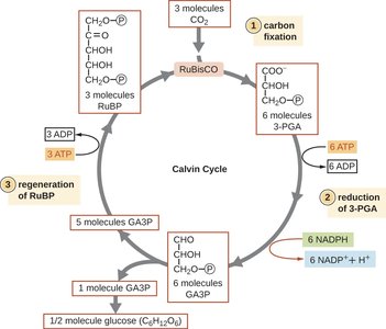 Calvin cycle showing carbon fixation and regeneration