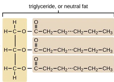 Structure of a triglyceride molecule