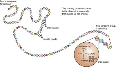 Amino acid deamination and entry into Krebs cycle