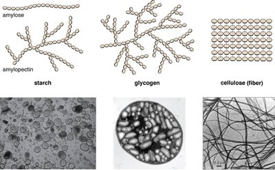 Structures of starch, glycogen, and cellulose