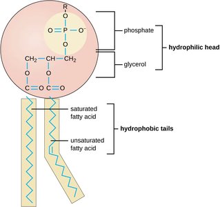 Structure of a phospholipid