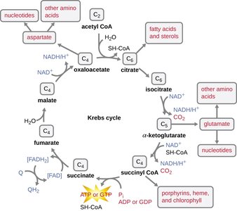 Structures of common amino acids