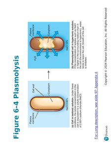 Plasmolysis diagram