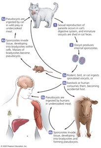 Toxoplasma gondii life cycle diagram