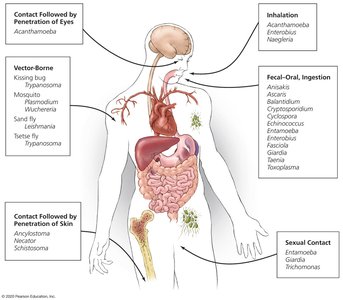 Major routes by which humans acquire parasitic infections