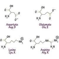 Charged amino acids in protein stabilization