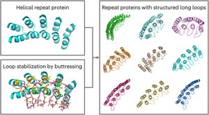 Protein structure stabilization in thermophiles