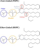 Ester-linked vs. ether-linked membrane lipids