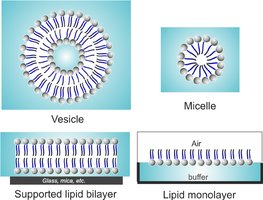 Lipid monolayer vs. bilayer