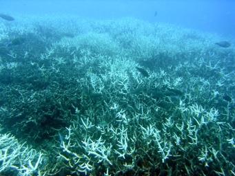 Bleached coral reef
