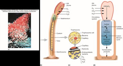 Tube worm and bacterial mutualism diagram